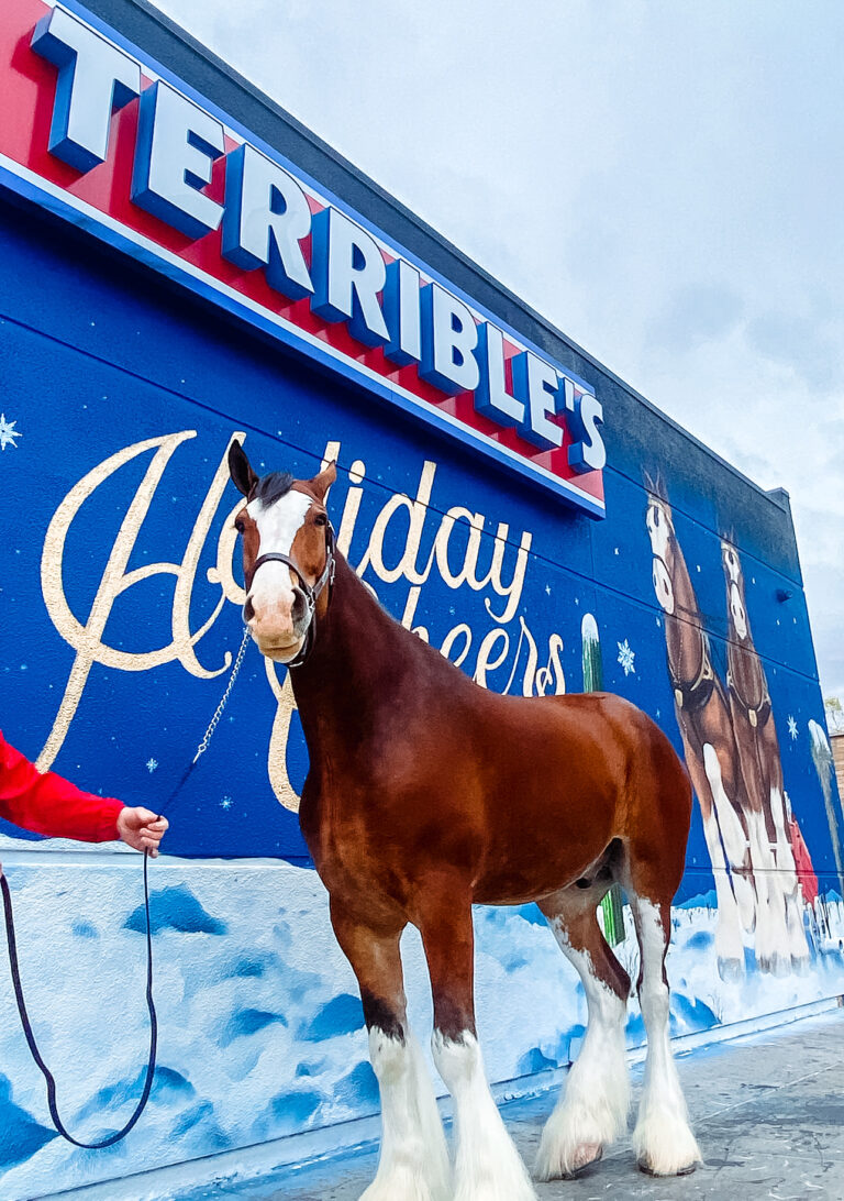 Holiday Cheers from the King of Beers (Guest Appearance from Olaf, a Budweiser Clydesdales)
